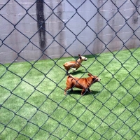 Fake Grass Carpet Valley Center, California Hotel For Dogs