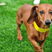 Synthetic Grass Tustin, California Indoor Dog Park, Dogs