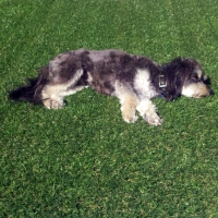 Synthetic Lawn Victorville, California Cat Playground, Dog Kennels