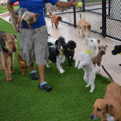 Artificial Turf Rowland Heights, California Hotel For Dogs, Dog Kennels
