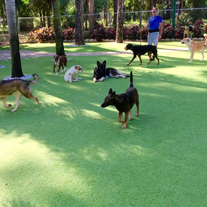 Best Artificial Grass Arcadia, California Dog Pound, Dogs