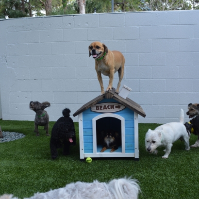 Fake Grass Carpet Temple City, California Fake Grass For Dogs, Dogs Park