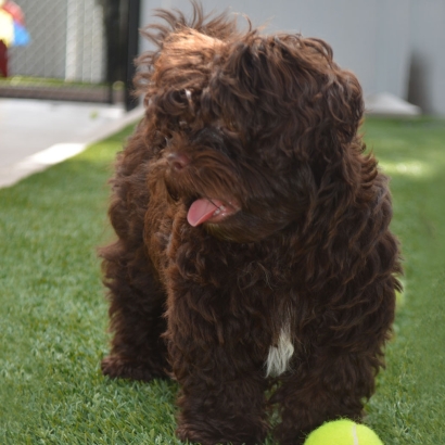 Grass Carpet Culver City, California Artificial Turf For Dogs, Dogs Park