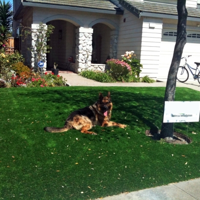 Synthetic Grass Hawthorne, California Cat Grass, Small Front Yard Landscaping
