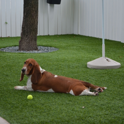 Turf Grass San Marino, California Dog Parks, Dog Kennels