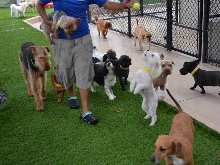 Artificial Turf Rowland Heights, California Hotel For Dogs, Dog Kennels