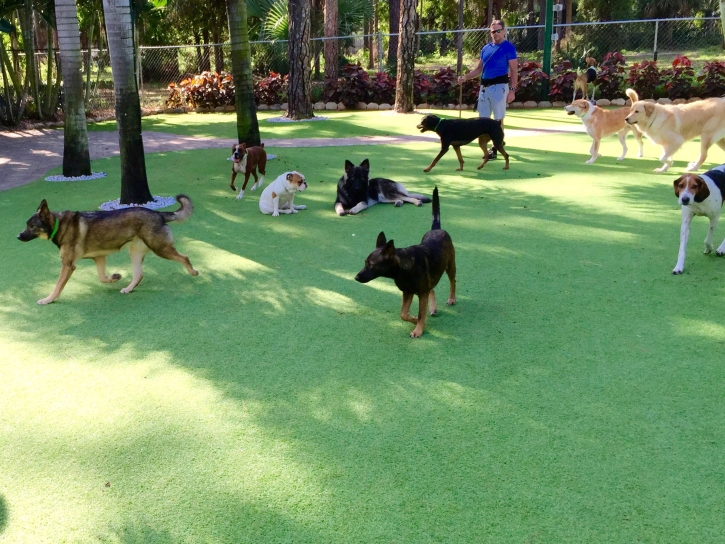 Best Artificial Grass Arcadia, California Dog Pound, Dogs