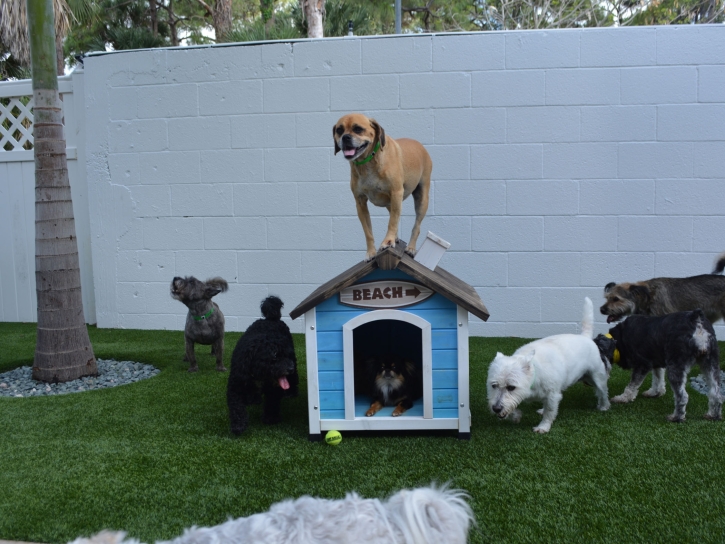 Fake Grass Carpet Temple City, California Fake Grass For Dogs, Dogs Park