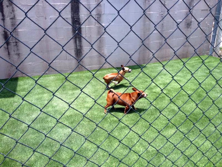 Fake Grass Carpet Valley Center, California Hotel For Dogs