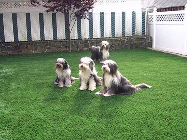 Fake Turf Santa Monica, California Cat Grass, Small Backyard Ideas