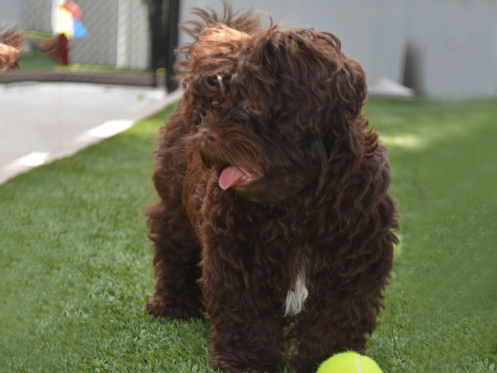 Grass Carpet Culver City, California Artificial Turf For Dogs, Dogs Park