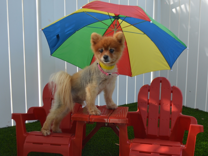 Green Lawn Hacienda Heights, California Dog Parks, Dogs