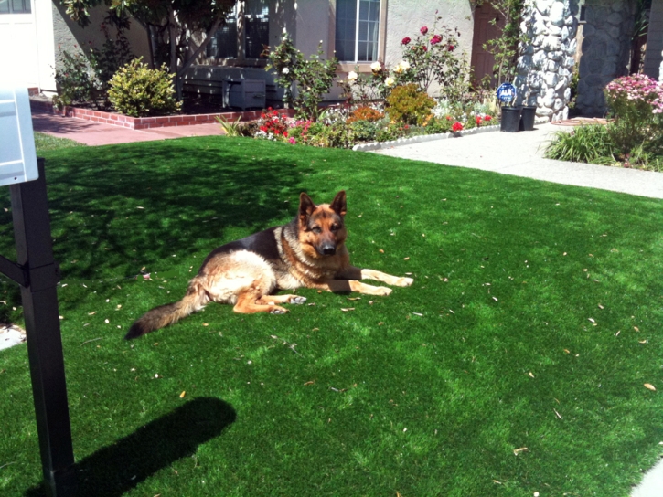 Lawn Services San Dimas, California Pictures Of Dogs, Front Yard Landscaping Ideas