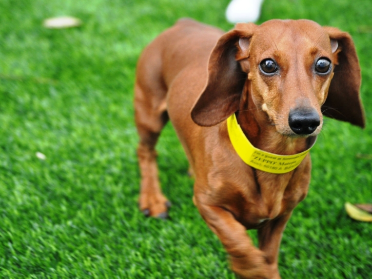 Synthetic Grass Tustin, California Indoor Dog Park, Dogs