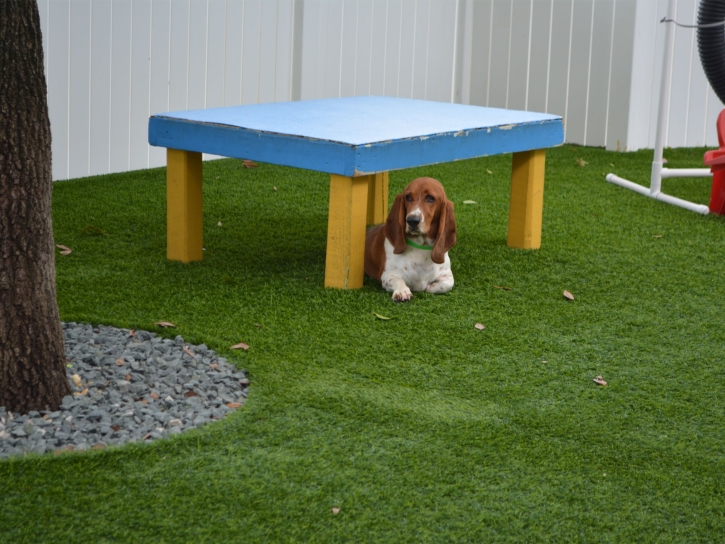 Synthetic Lawn Beverly Hills, California Pet Paradise, Dogs Runs