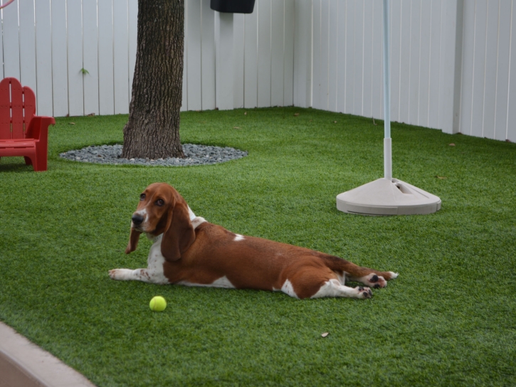 Turf Grass San Marino, California Dog Parks, Dog Kennels